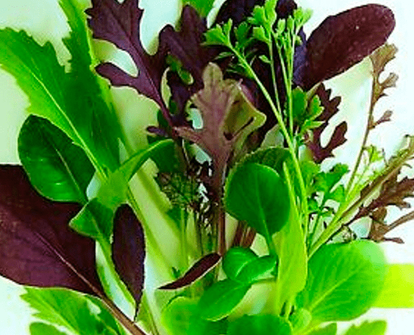 La frescura de la naturaleza directamente a tu mesa